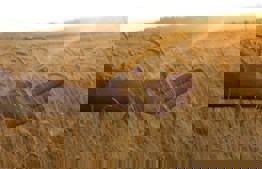 The Prohibition of Chadash Today — A Brief Overview