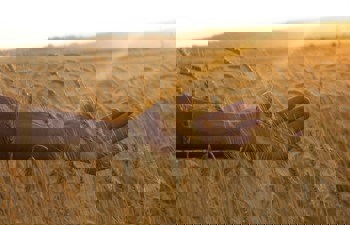 The Prohibition of Chadash Today — A Brief Overview