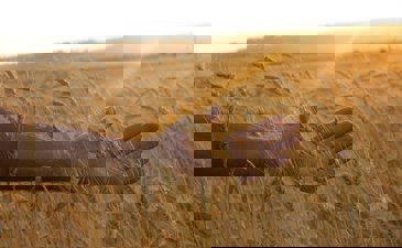 The Prohibition of Chadash Today — A Brief Overview