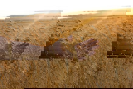 The Prohibition of Chadash Today — A Brief Overview