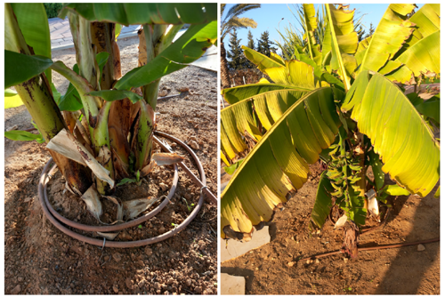 Banana tree in Garden of Mitzvot