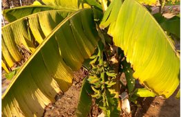 Why do we say borei peri ha'adamah on bananas?