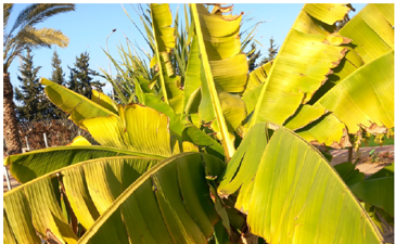 Why do we say borei peri ha'adamah on bananas?