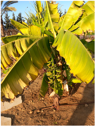 Banana tree in Garden of Mitzvot