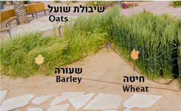 The Five Grains - Plants in the Garden of Mitzvot