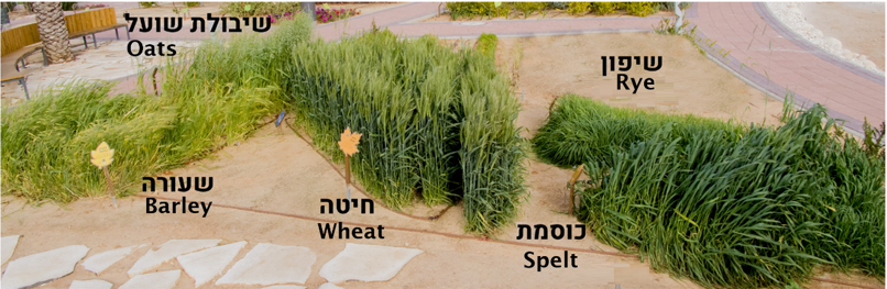 The five grains in the Garden of Mitzvot