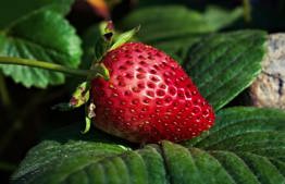 More on strawberries that began in detached platforms transplanted into the ground