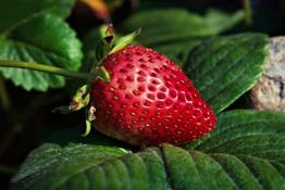 More on strawberries that began in detached platforms transplanted into the ground