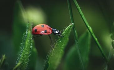 Insects: Response to a Series of Articles by Rabbi Eliezer Melamed on Insects