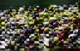 Separating terumot and ma'aserot from oil from a mixture of olives growing in private yards and ownerless land