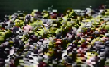 Separating terumot and ma'aserot from oil from a mixture of olives growing in private yards and ownerless land