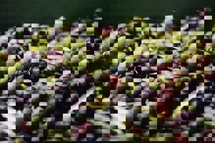 Separating terumot and ma'aserot from oil from a mixture of olives growing in private yards and ownerless land