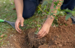 The basic prohibition of orlah