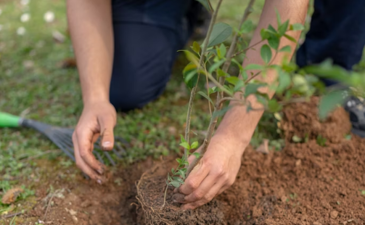 The basic prohibition of orlah