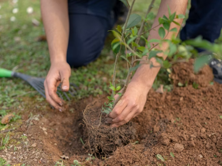 The basic prohibition of orlah