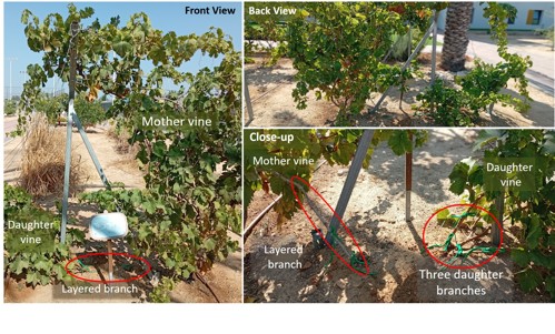 Layered grapevine at Garden of Mitzvot