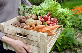 Text for separating terumot & ma'aserot with side-by-side translation