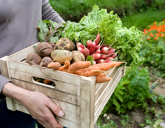 Text for separating terumot & ma'aserot with side-by-side translation