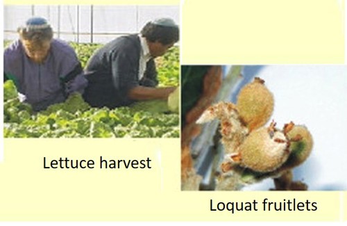 Lettuce harvest and loquat fruitlets