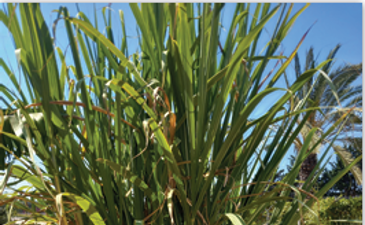 Sugarcane - Plants in the Garden of Mitzvot