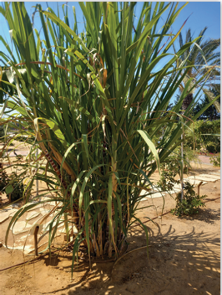 Sugarcane - Plants in the Garden of Mitzvot