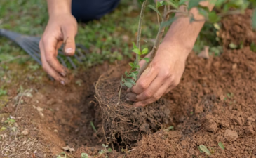 Rooted or not? Halachic correspondence with contemporary posekim on planting trees after 15 Av