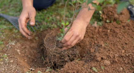 Rooted or not? Halachic correspondence with contemporary posekim on planting trees after 15 Av