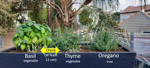 Flowerpot with basil, thyme, and oregano